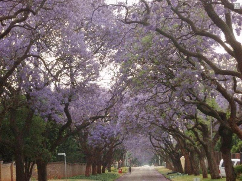 Goodey'S Guesthouse Pretoria-Noord Exterior foto